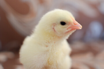baby chicken