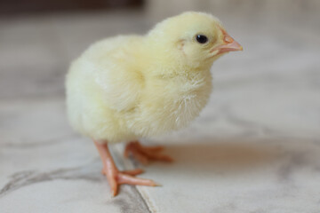 baby chicken