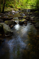 An Irish stream in a forest