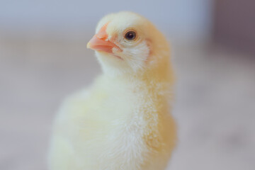 baby chicken