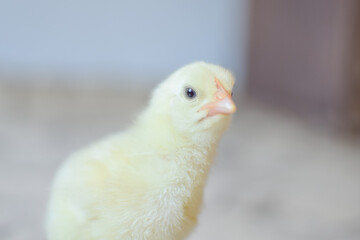 baby chicken