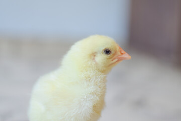 baby chicken