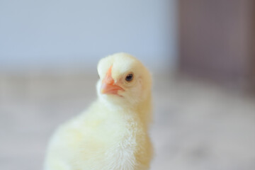 baby chicken