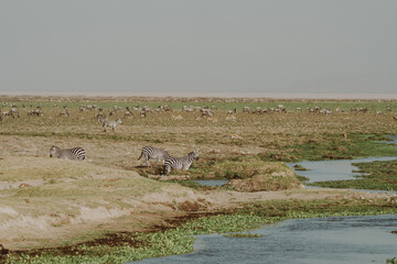 Zebra at a watering hole in Amboseli National Park Kenya