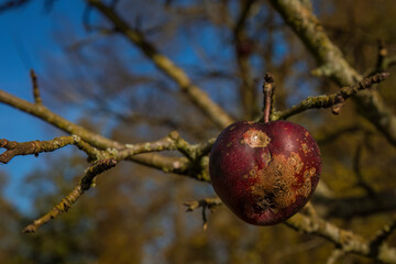Aufnahme eines dunkelroten Apfels in Herzform aneinem Baum hängend.