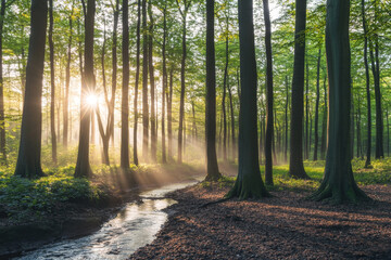 Fototapeta premium Mystical forest scene at sunrise with sunbeams through trees