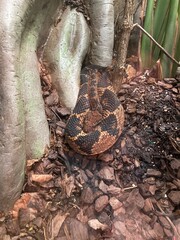 Fototapeta premium bushmaster snake close up