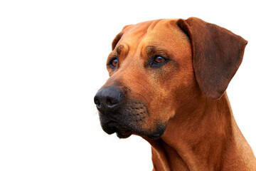 Obraz premium Rhodesian ridgeback dog portrait close-up isolated on white background 