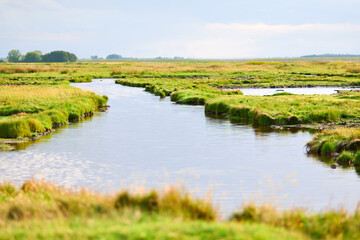 Landscape in Netherlands View of green meadow and field with water canals Nature Holland