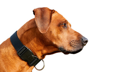 Rhodesian ridgeback dog side view close-up portrait isolated on white background 