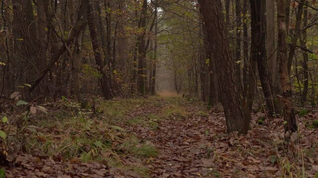 vid&eacute;o d'un chemin en automne, nombreuses feuilles mortes au sol, mouvement de cam&eacute;ra en d&eacute;zoom