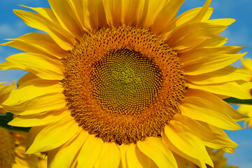 Field of beautiful yellow sunflowers