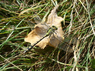 Dragonfly Blue emperor, Anax imperator sitting on brown autumn leaf of Oak tree in grass - close-up. Topics: fauna, insect, season, macro, nature, meadow, natural environment