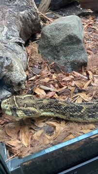 puff adder snake
