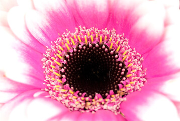 Close-up of pink gerbera with water drops