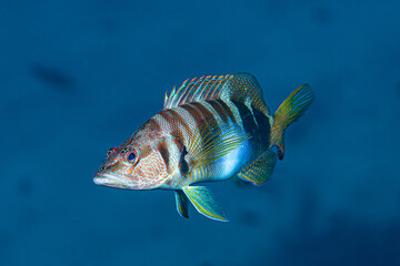 Painted comber in the Mediterranean Sea