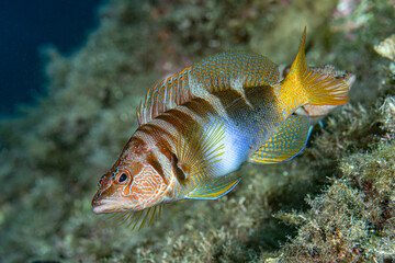 Painted comber in the Mediterranean Sea