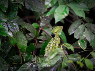 Lizard