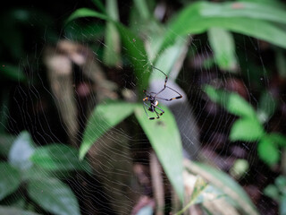 spider on a leaf