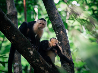 White face Monkey