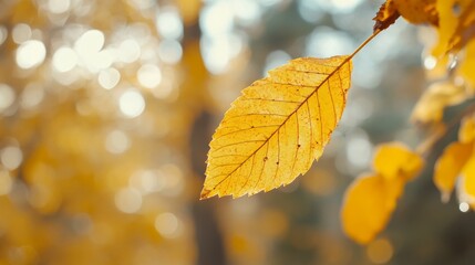 Obraz premium Close-up of a yellow autumn leaf. A bright orange tree changes with a blurred bokeh background. Golden colors in the park on a light, sunny, and warm October day.