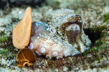 Little octopus hiding in his cave