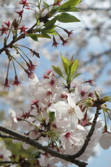 blossom in spring