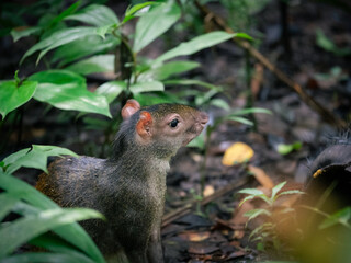 squirrel in the forest