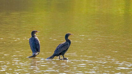 A pair of cormorants standing on a rock in the water