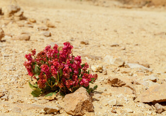 View of Negev desert in Israel