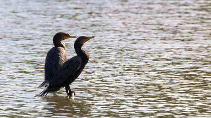 A pair of cormorants standing on a rock in the water