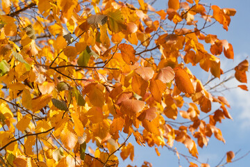 birch branches with yellow autumn leaves on a blue sky background