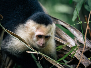 White Face Monkey