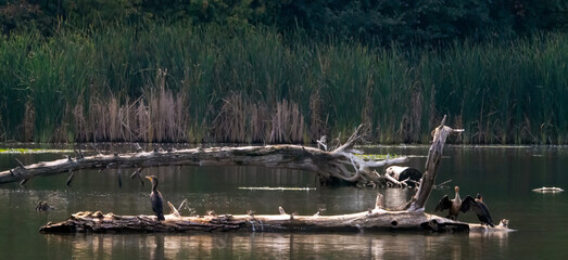 A flock of cormorants standing on wood for resting