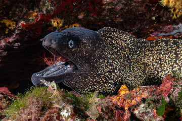 Mediterranean Moray eel getting its teeth cleaned by shrimp