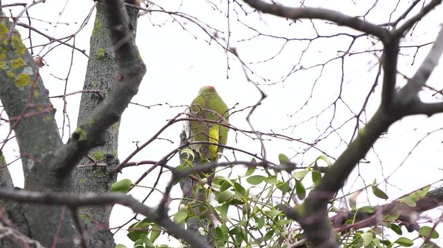 A European green woodpecker (Picus viridis) sitting in the top of a tree and dropping a turd