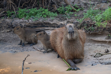 Capybara, Brazil