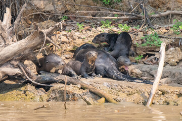 Giant otter ,Pantanal, Brazil