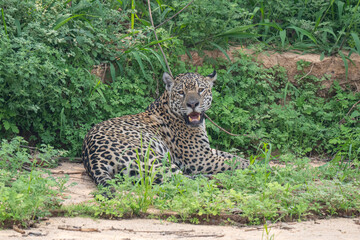Jaguar in Pantanal, Brazil