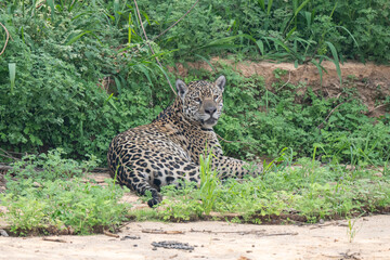 Jaguar in Pantanal, Brazil