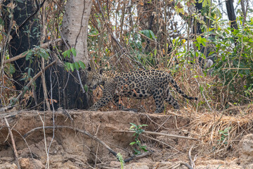 Jaguar in Pantanal, Brazil
