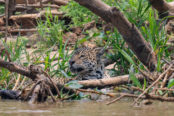 Jaguar in Pantanal, Brazil