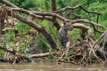 Jaguar in Pantanal, Brazil