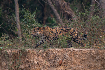 Jaguar in Pantanal, Brazil