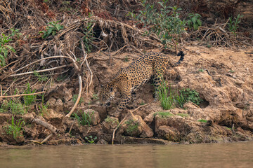 Jaguar in Pantanal, Brazil