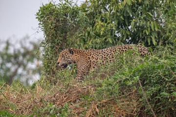 Jaguar in Pantanal, Brazil