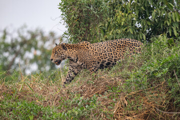 Jaguar in Pantanal, Brazil