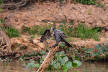 Birds of Pantanal, Brazil