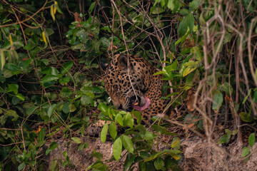 Jaguar in Pantanal, Brazil