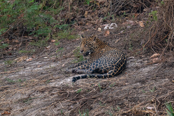 Jaguar in Pantanal, Brazil